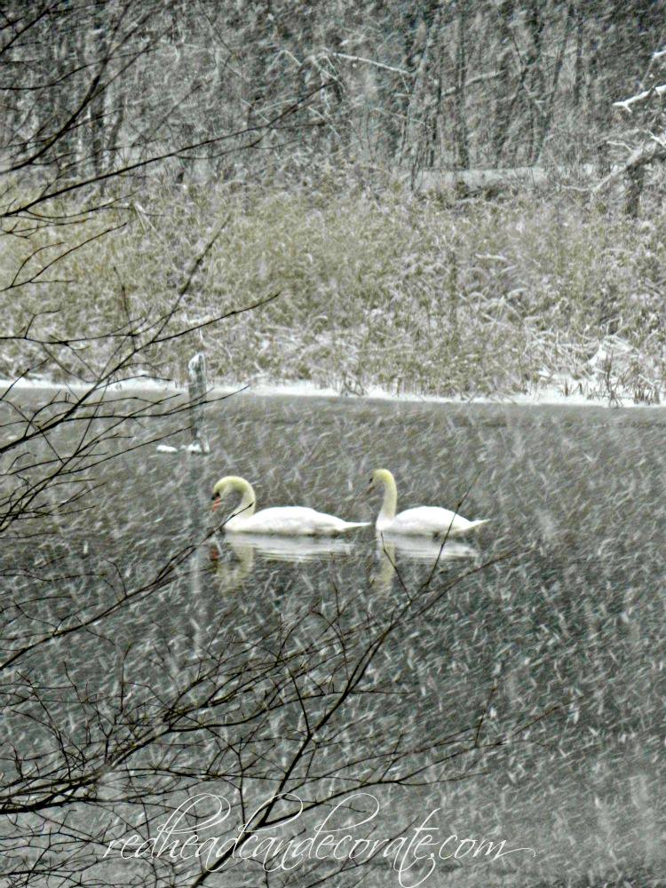 swans in winter