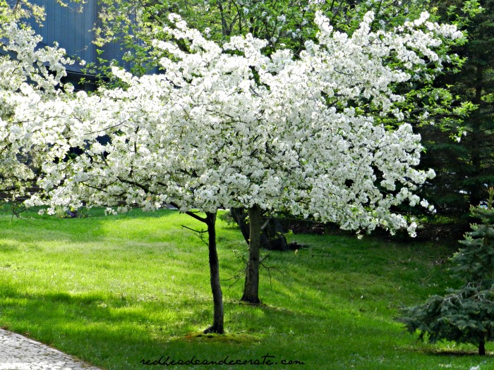 Michigan Cherry Blossom Tree