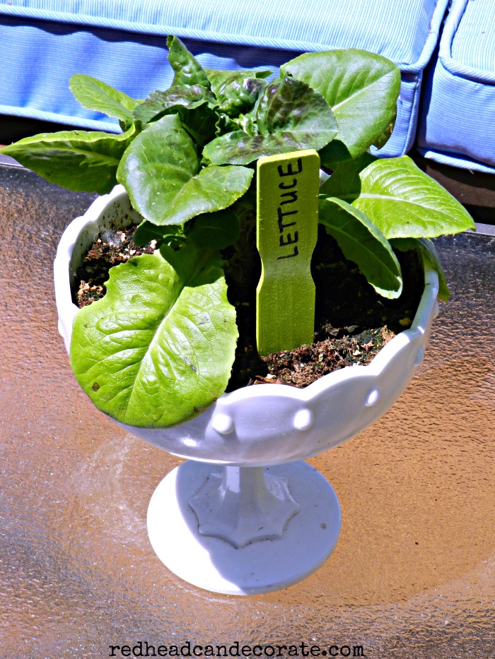 Grow lettuce in a pretty container and use it as a centerpiece on your outdoor patio furniture!
