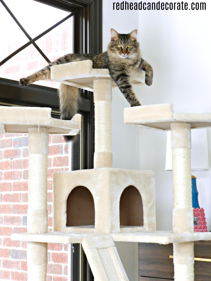 Keep your cat off your furniture with this surprisingly affordable cat tree!