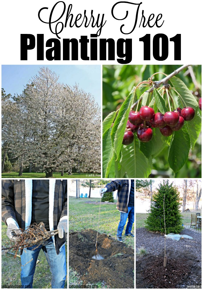 Planting cherry trees with the Arbor Day Foundation is less expensive and they provide important knowledge on tree planting.