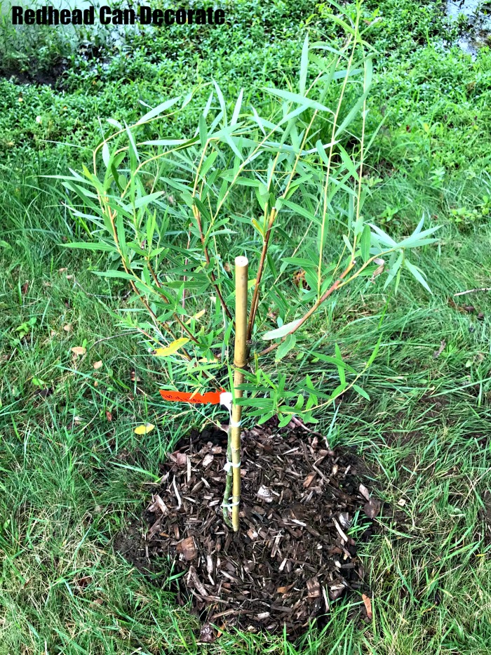 Weeping Willow Planting 101