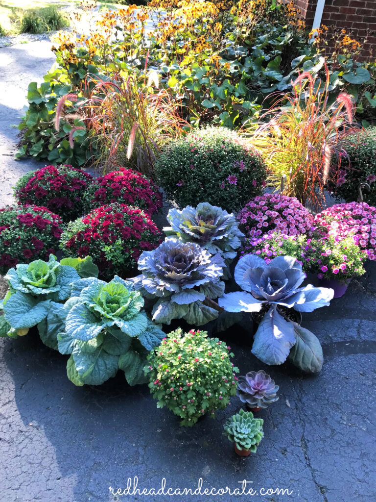 Here's great tips on how to Combine Mums and Cabbage for Cascading Fall Steps