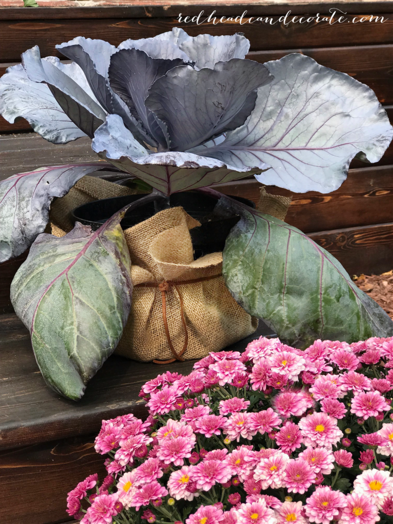 Here's great tips on how to Combine Mums and Cabbage for Cascading Fall Steps