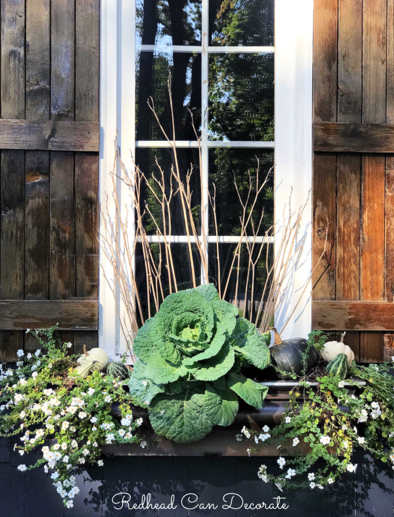 This beautiful Affordable Fall Ornamental Cabbage Window Box uses existing perennials to save money.  Just add the cabbage & pumpkins!